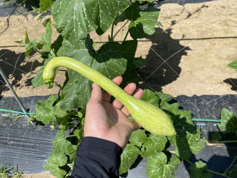 ちょっとめずらしい夏野菜セットS 【5-6種】　農薬不使用栽培