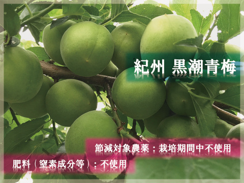 紀州青梅　3ｋｇ「節減対象農薬：栽培期間中不使用」