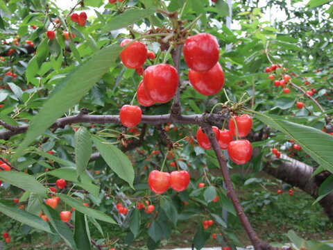 さくらんぼ　佐藤錦　家庭用　180ｇﾌｰﾄﾞﾊﾟｯｸ4Ｐ