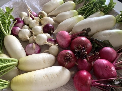 【自然農】ももタケ『季節の野菜セット』肥料・農薬不使用、天地の恵み・露路栽培※少量多品目生産のため数量に限りがあります