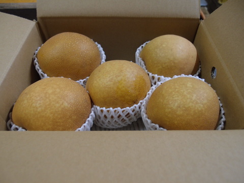 【冬ギフト】鳥取県産 王秋 梨 約3～3.3kg