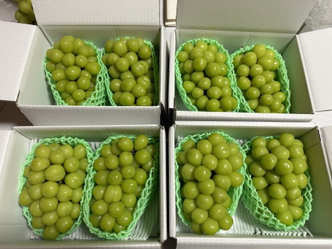 【シャインマスカット】山梨県笛吹市産！
約2kg（超特大1kg2房入り）🍇