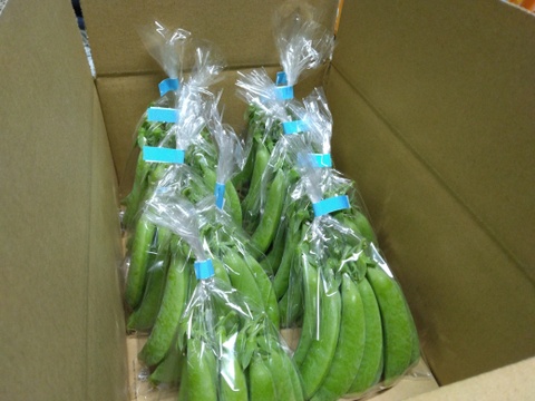 ☆発送開始☆『スナップエンドウ』1Kg