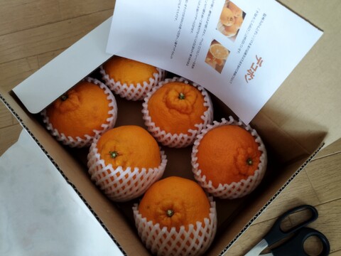 【味に自信あり】■愛媛の不知火■化粧箱　小■除草剤使用なし　万田酵素散布■