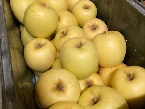 【完売】もりのかがやき きらきら輝く黄色りんご 2.5kg (6～10個)
