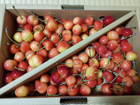 訳あり家庭用】紅秀峰 1kg 2L～M玉混合 山形県産さくらんぼ バラ