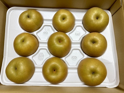 鳥取県産梨『新甘泉』5kg(8~14玉) 秀品