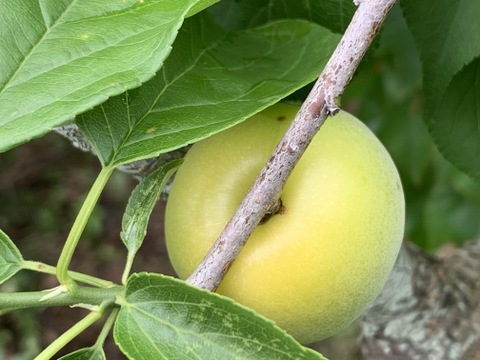 まじりっけなし！梅シロップ梅酒に最適！『色づき白加賀』5kg 自然栽培の梅。様々なレシピに。農薬不使用