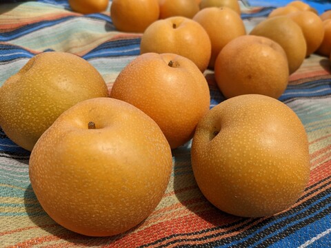 【静岡県産】志太梨（徳用4.5kg）