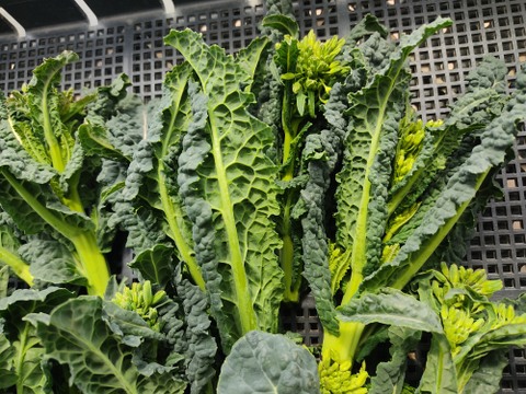 ✨【激レア】【今だけ限定】イタリアの黒い宝石“ベビーネロ”約300g｜農薬・化成肥料不使用✨