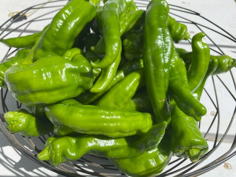 肉厚！旨味たっぷり！万願寺とうがらし　1㎏（約30本）