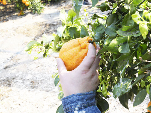 【先着5名様限定】伊藤農園 認定農家さんの完熟 木成り 特選不知火(デコポン同品種) 大玉12個入【2月中旬より発送予定】322-kmd12