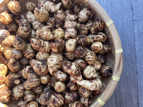 【有機JAS認証　京ﾐﾆ海老芋2㌔】小エビちゃん〜ミニ小エビちゃんサイズ限定‼️小さいけれど美味しさは一緒です！とってもお買い得価格！衣被など、皮付き調理も可！お買得価格にてご案内！売り切れ次第終了！