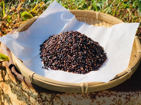 【農薬・肥料不使用】しあわせ米の古代米300g【令和7年産】※3袋までメール便360円で発送