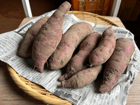 奥出雲産自然栽培なると金時(1.5kg)