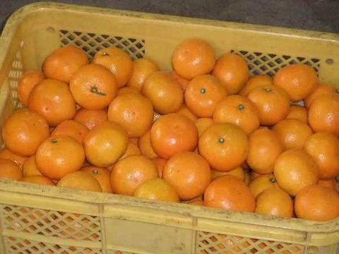 とにかく甘い！ひめまる石地みかん（小玉３Kg）