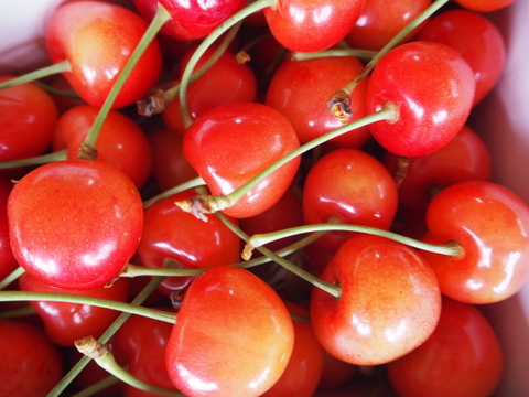 ♡350g★名和果樹園の希少！訳あり家庭用山形C12号L（やまがた紅王の規格外）【常温便】山形県東根市産さくらんぼ【話題の甘い新品種】★産地直送お取り寄せ通販★予約商品