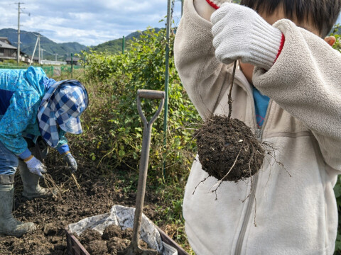 【R8年産 秀品・贈答用・認定農家】丹波篠山産 山の芋 1kg (数量限定セット) 丹波篠山ブランド 秀品 山の芋 1kg きりいも  大和芋 つくね芋 山芋 栄養満点 とろろ芋 ギフト お歳暮ギフト