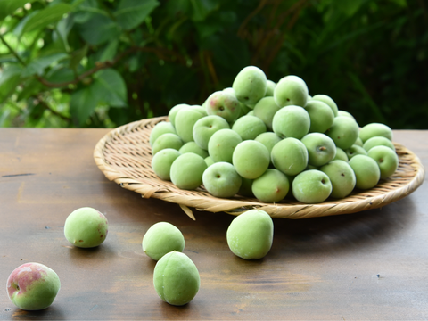 【6月上旬お届け予定】南高梅 3kg 2Lサイズ以上（約3.3~3.7cm） 1400-2l