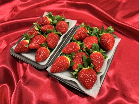てぃあらふぁーむが届ける赤い宝石「いちごさん」大玉1箱約500g