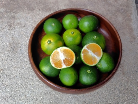 【農薬不使用】摘果温州みかん　青みかん　5㎏