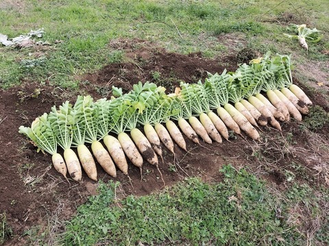 《農薬不使用》旬の手作り野菜セット【５～７種類】（８０サイズ）