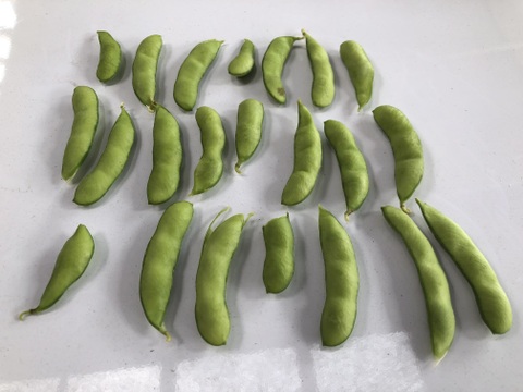 朝採りブランド枝豆、未選別訳あり品！2kg!