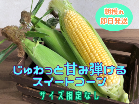 【2024夏】ジュワッ❗️あまっ❗️5㎏ 朝穫れスイートコーン【サイズ指定なし】