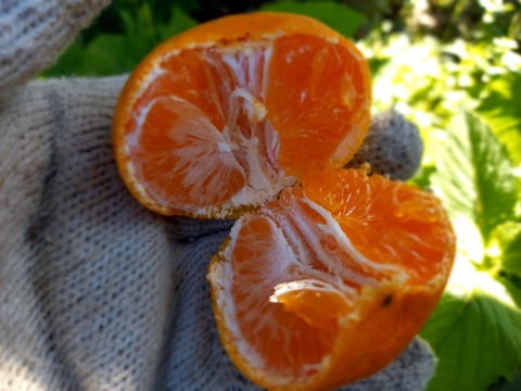 ゲリラみかんと種なしレモン同梱セット　別々より送料お得　みかん箱込約10㌔　レモン箱込約1㌔