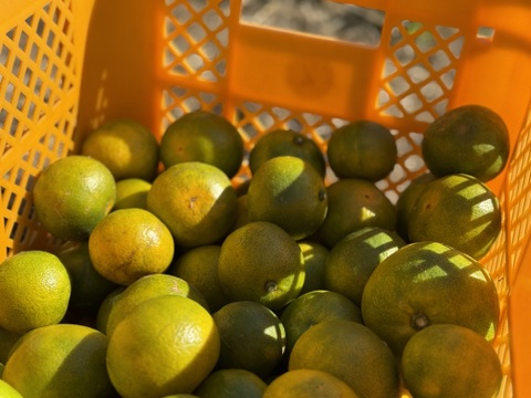 化学農薬不使用！！島育ちの極早生みかん『ゆら』5kg