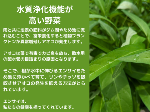 シャキシャキ！暑い夏でも食べたくなるエンサイ(2kg）