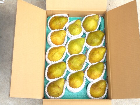 ラフランスの次は山形生まれの期待の西洋梨（シルバーベル）5㌔