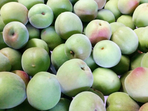 朝もぎ当日発送！紀州南高梅 青梅 5kg【特別栽培】（梅酒・シロップ用／訳あり）