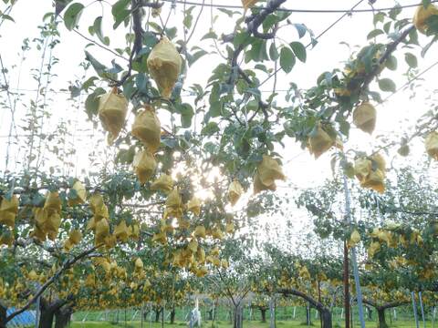 【冬ギフト】たかはし果樹園謹製 高級西洋梨「ル・レクチェ」厳選品 中玉 約1kg