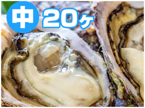 徳島県産 天然 岩牡蠣
【中  ２０ヶ入】