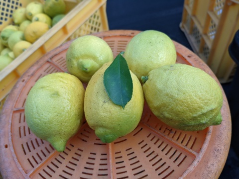 【栽培期間農薬不使用】大崎上島産レモン1kg