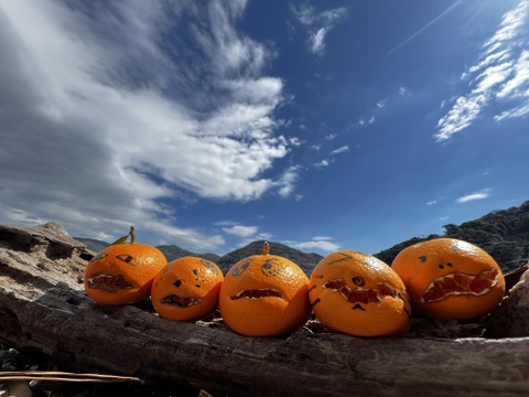 柑橘詰め合わせ！　訳あり10kg（箱込）