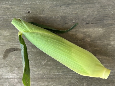 ※10日待ち(9本入) 信州産｜生糖もろこし｜瑞々しく甘いフルーツコーン