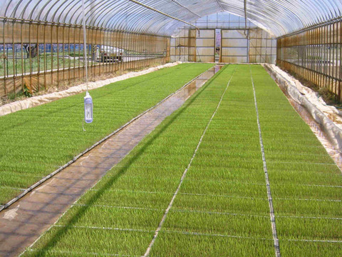 新潟県ブランド米新之助　令和6年産精米5キロ