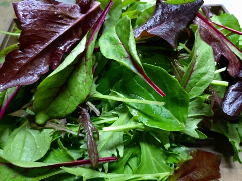 ベビーリーフ 有機 300g 常温便