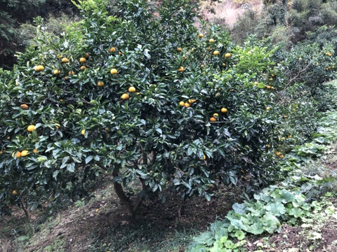 八朔5kg房州産(農薬・化学肥料不使用)