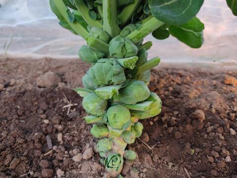 ✨農薬・化成肥料不使用の新鮮芽キャベツ約300g+コカブ約1㎏✨冬の温かい食卓セット😊
