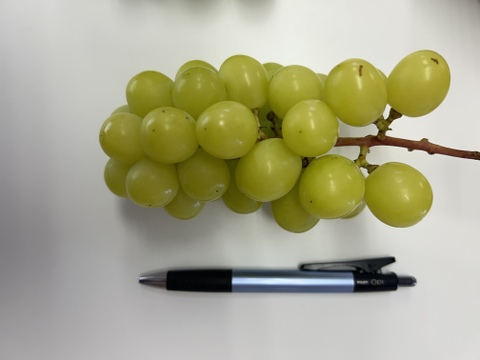 【規格外】高糖度！山梨県産シャインマスカット　小房　1kg（3～5房）