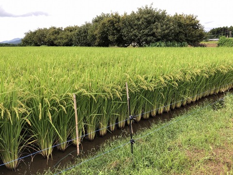 令和7年菊池米食味コンクール第3位受賞　農薬化学肥料成分を気にしなくてよい、「菊池清流米」玄米　20ｋｇ