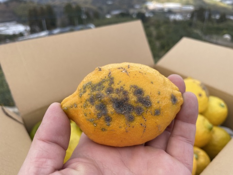 ◆訳あり特価◆レモン「リスボン」　たっぷり使える５キロ