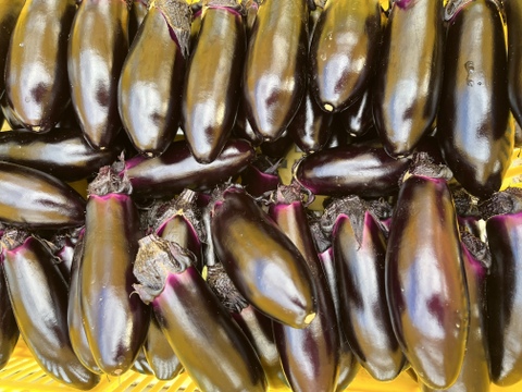 本当に美味しい収穫期でお届けしたい【ぷっくり美味い十文字なす】2kg