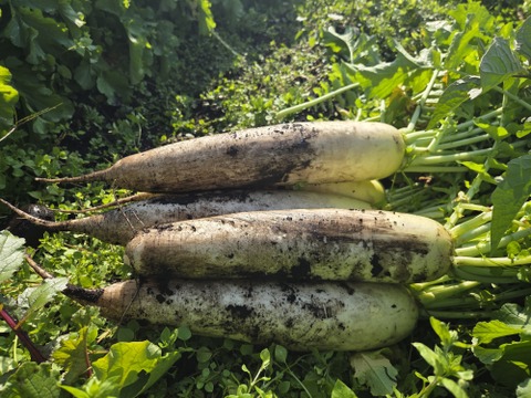 【同梱発送】自然栽培大根×ネギ