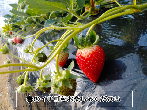 【春限定】よつぼしお楽しみパック【朝づみ直送】約450g