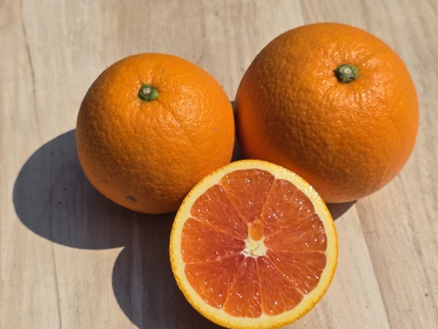 箱込約2㌔　ピンクネーブル　激レア