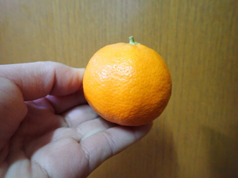 【ご家庭用】もぎたて 姫レモン 約1.6㎏